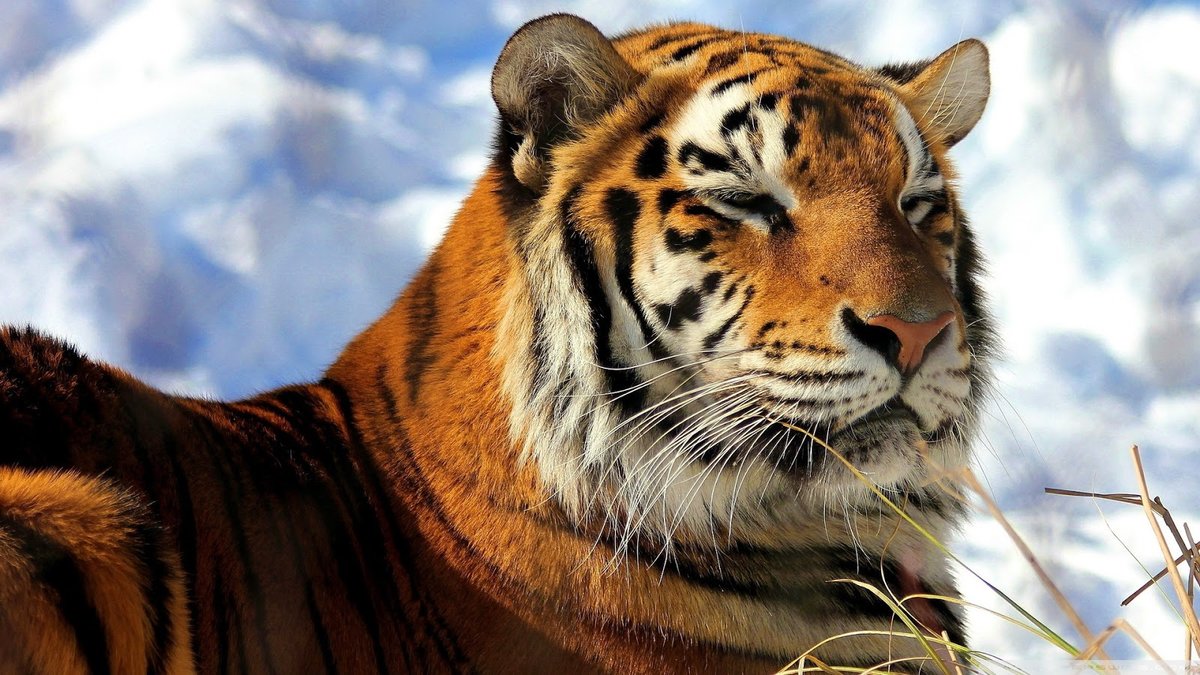 Тигр - тигр, животные, большие кошки - оригинал