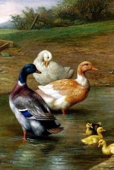 Уточки - утки, птицы, природа, охота - оригинал