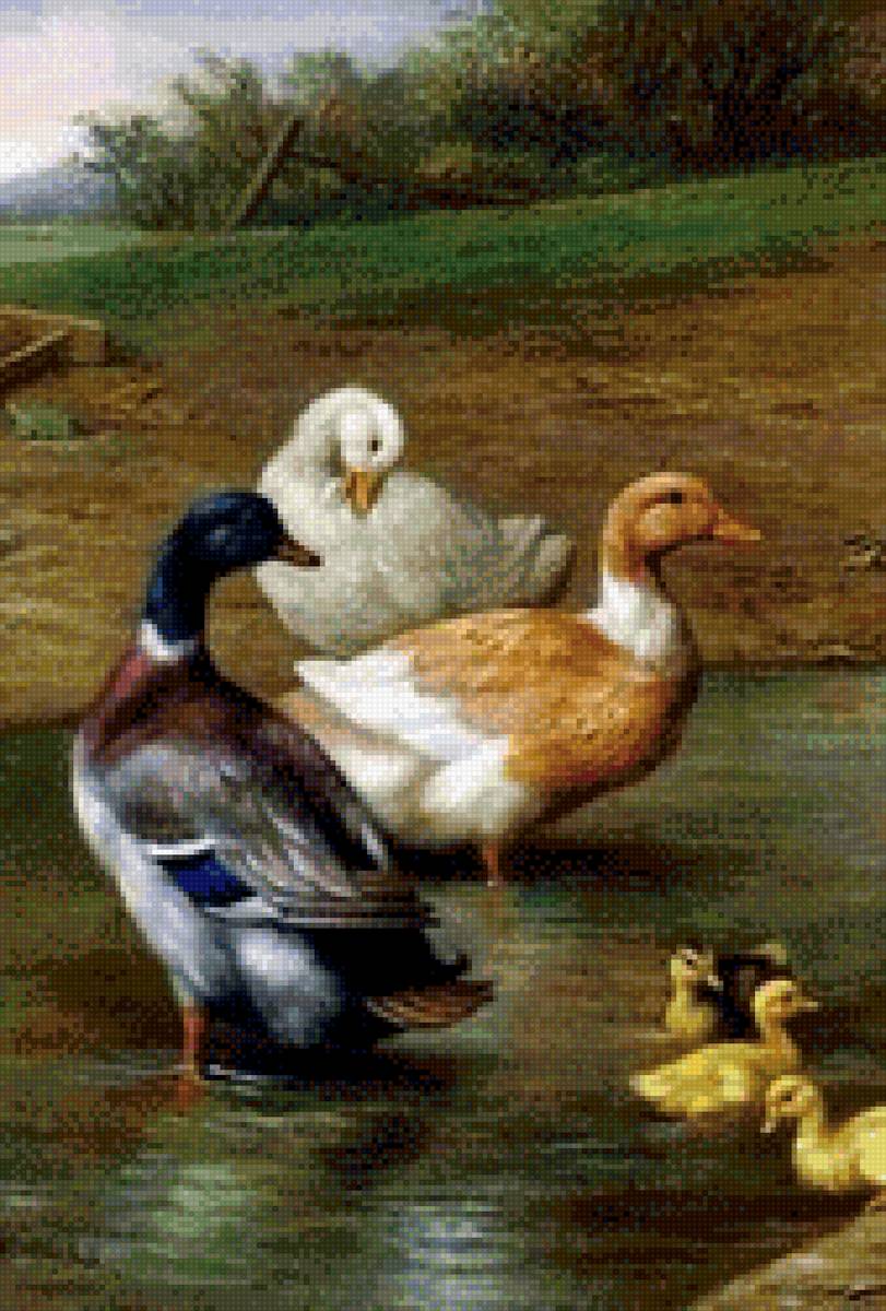 Уточки - природа, утки, птицы, охота - предпросмотр