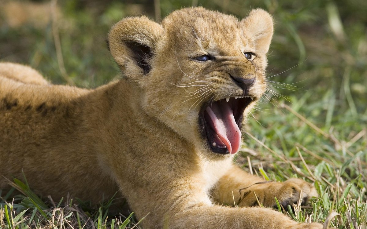 Маленький царь - львенок - оригинал