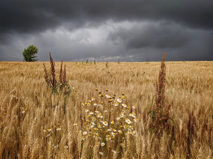 Перед грозой - гроза, поле, колосья, тучи - оригинал