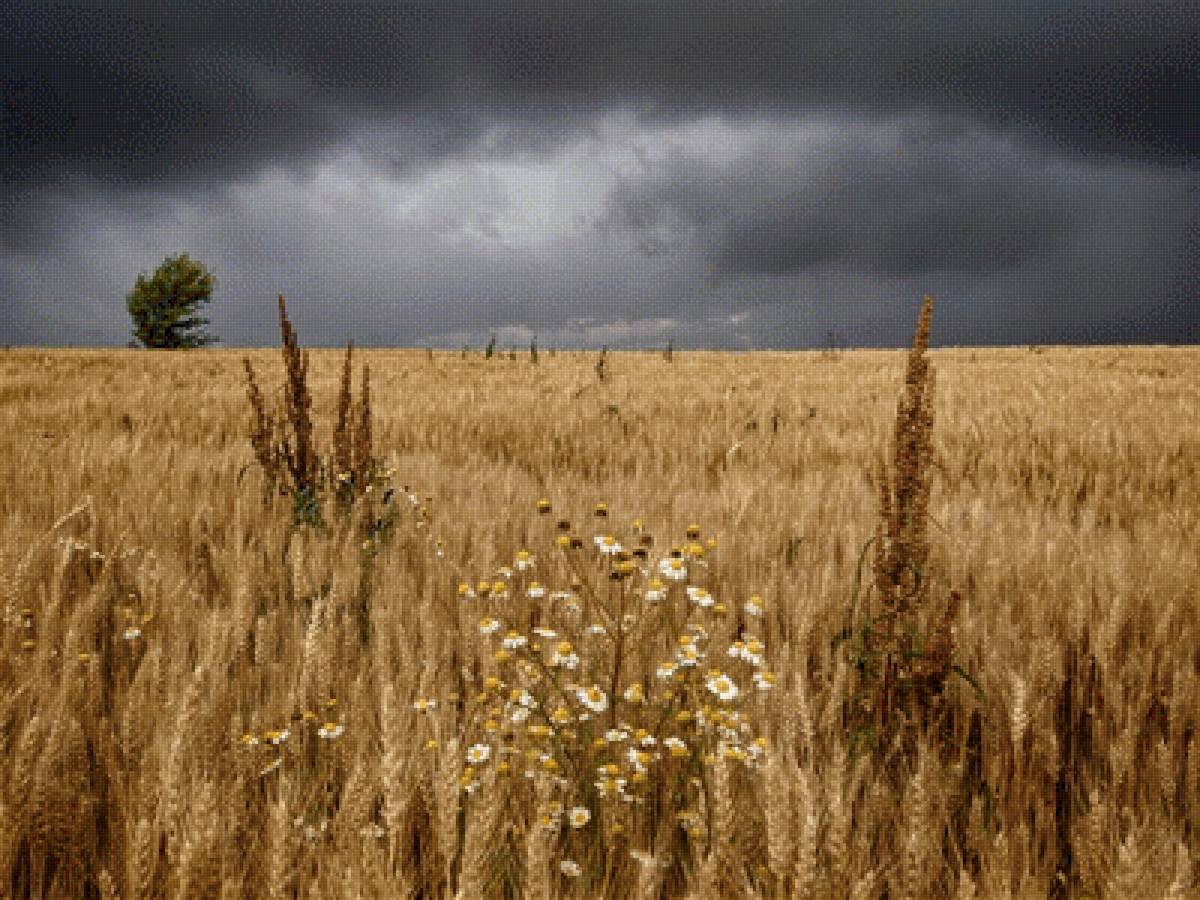 Перед грозой - тучи, гроза, колосья, поле - предпросмотр
