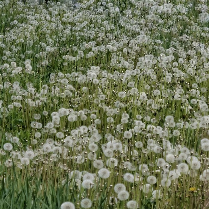 Одуванчики - наволочка, подушка, поле, одуванчики - оригинал