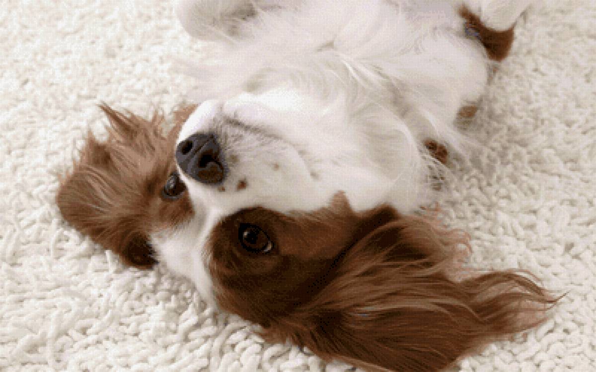 №2539851 - собака - предпросмотр