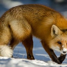 Схема вышивки «№2540071»