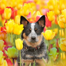 Собака в тюльпанах