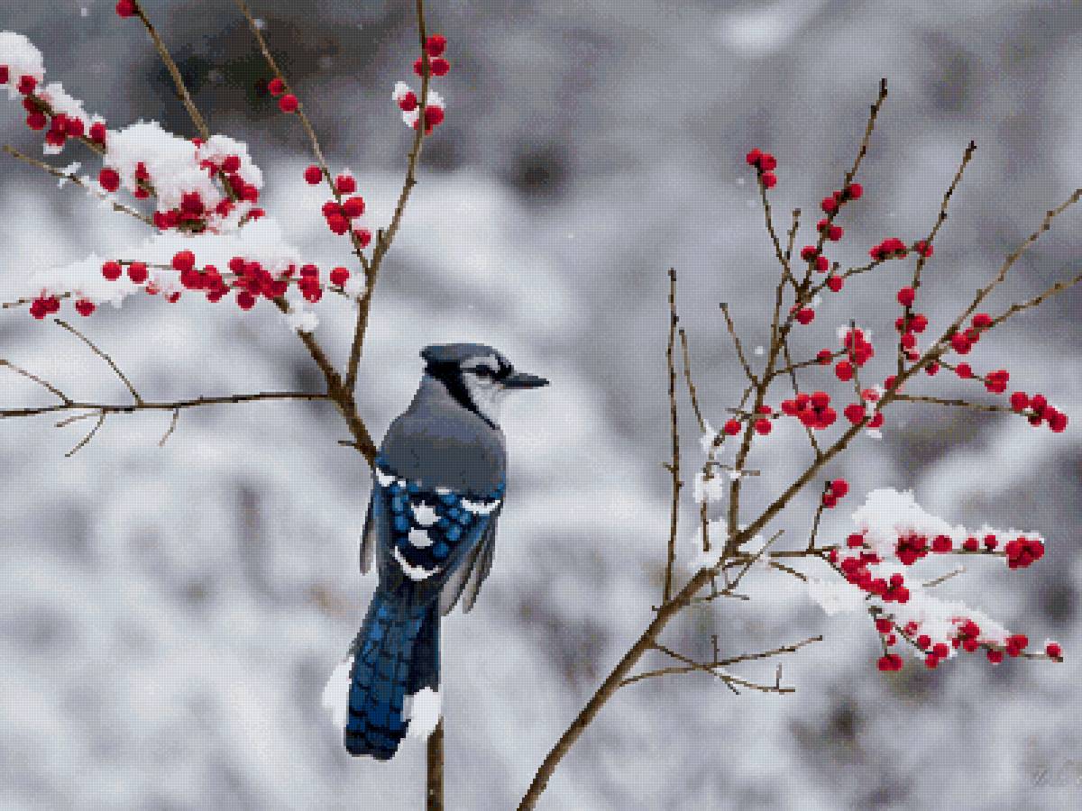Сойка на ветке с ягодами - ветка, сойка, ягоды - предпросмотр