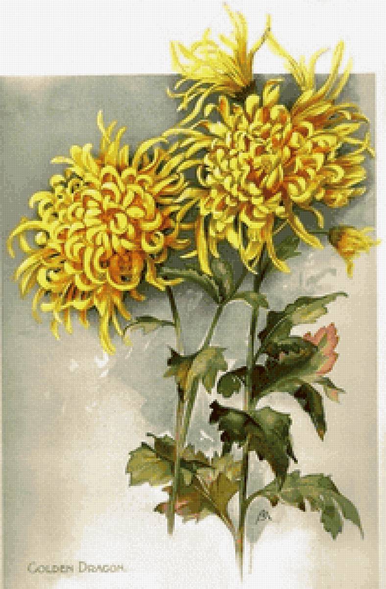 Желтые хризантемы - хризантемы, цветы - предпросмотр