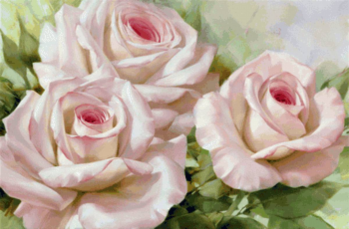 Чайные розы - цветы, розы - предпросмотр