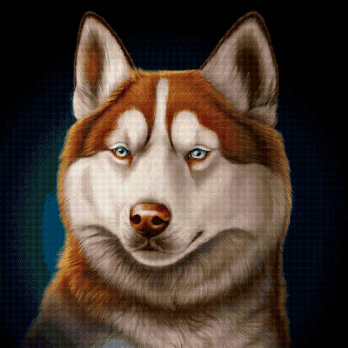 Коричневый хаски - хаски, рыжий, собака - предпросмотр