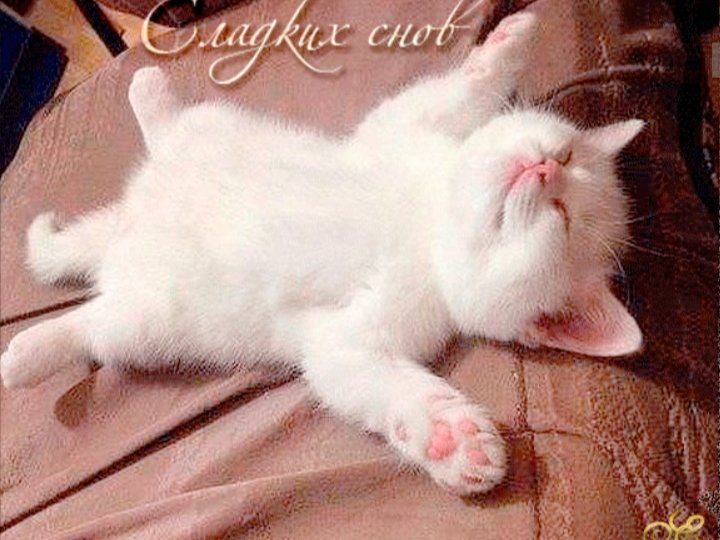 Сладкий сон - кошка - оригинал