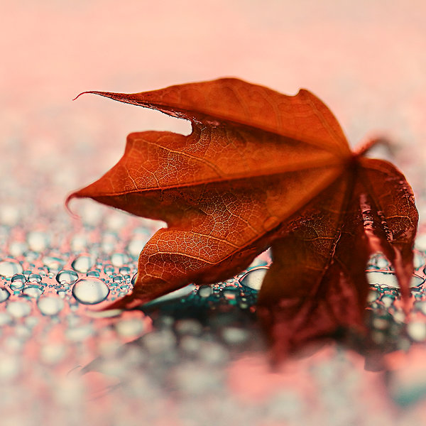 Осенний лист - лист, роса, осенний лист, мостовая - оригинал