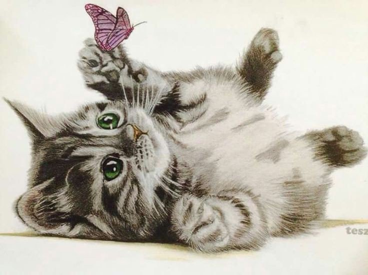 Котёнок - кот 🐱 - оригинал