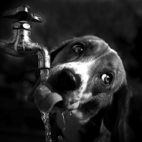 Жажда - струя воды, монохром, собака, кран водопроводной - оригинал
