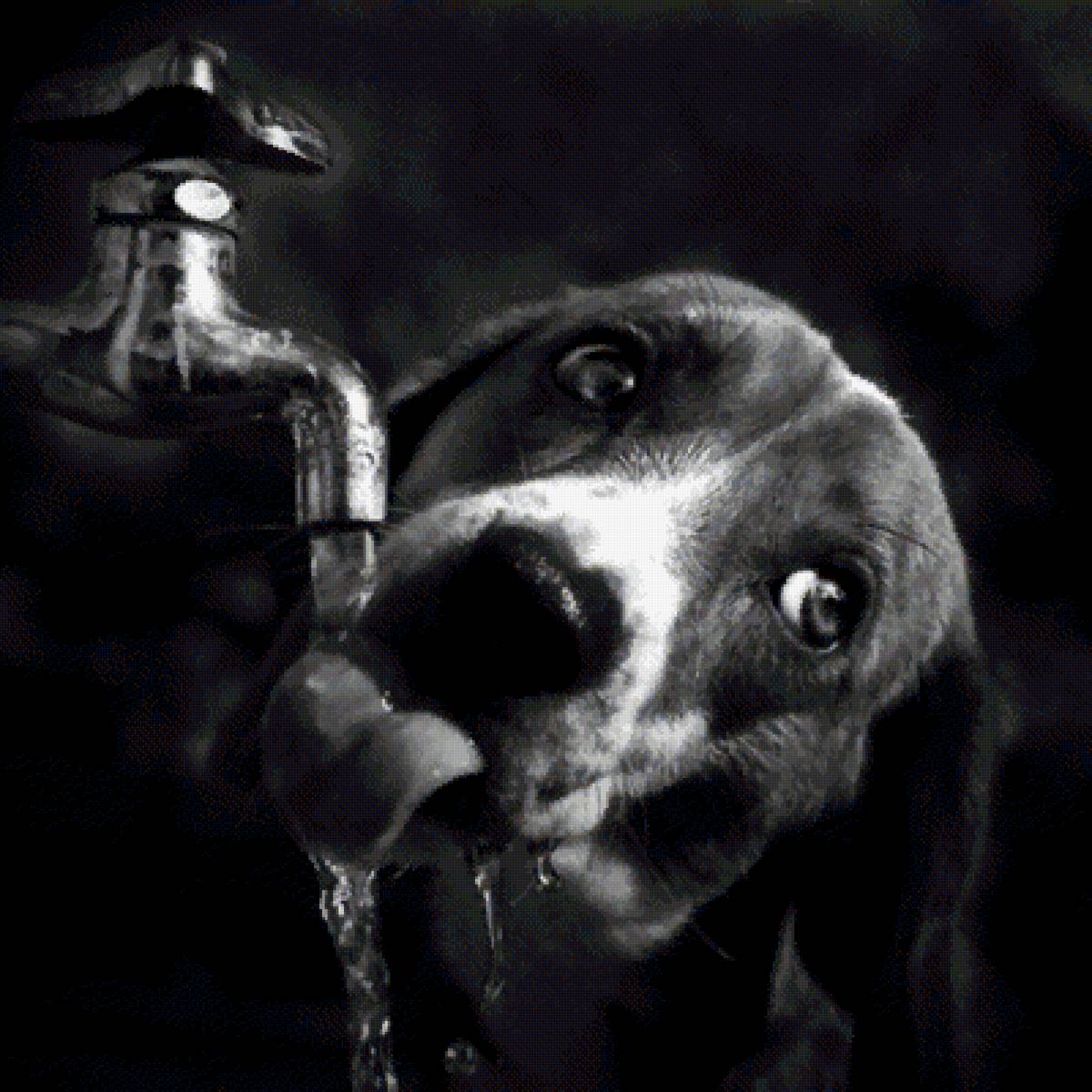Жажда - собака, монохром, струя воды, кран водопроводной - предпросмотр