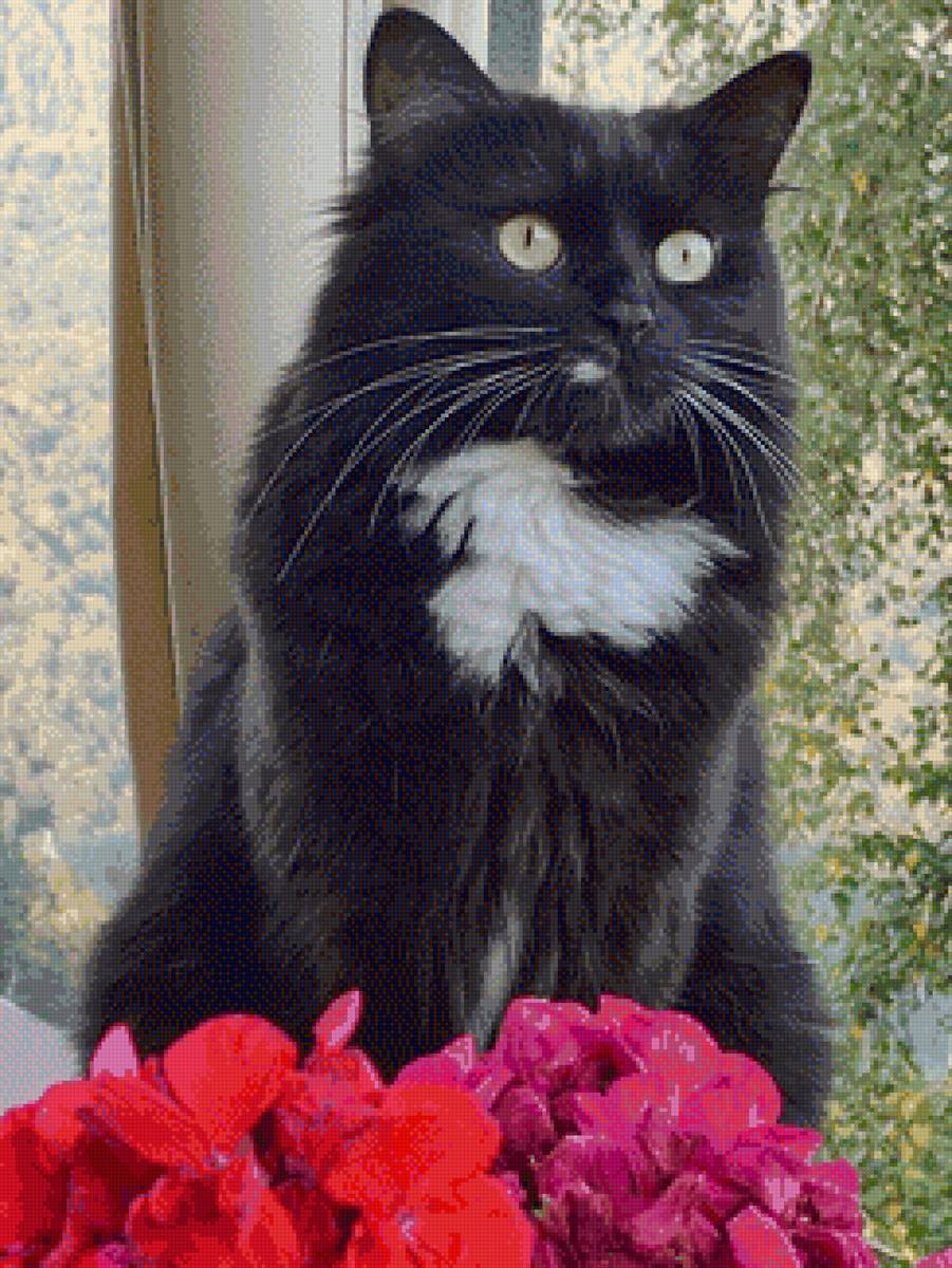 Мия - кошка животные - предпросмотр