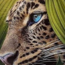 Схема вышивки «Леопард»