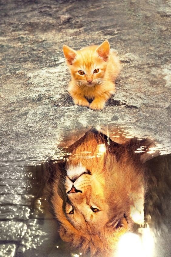 Львенок - котенок, хищник, лев, животные - оригинал