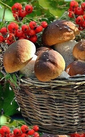 Грибы - лес, грибы, осень - оригинал