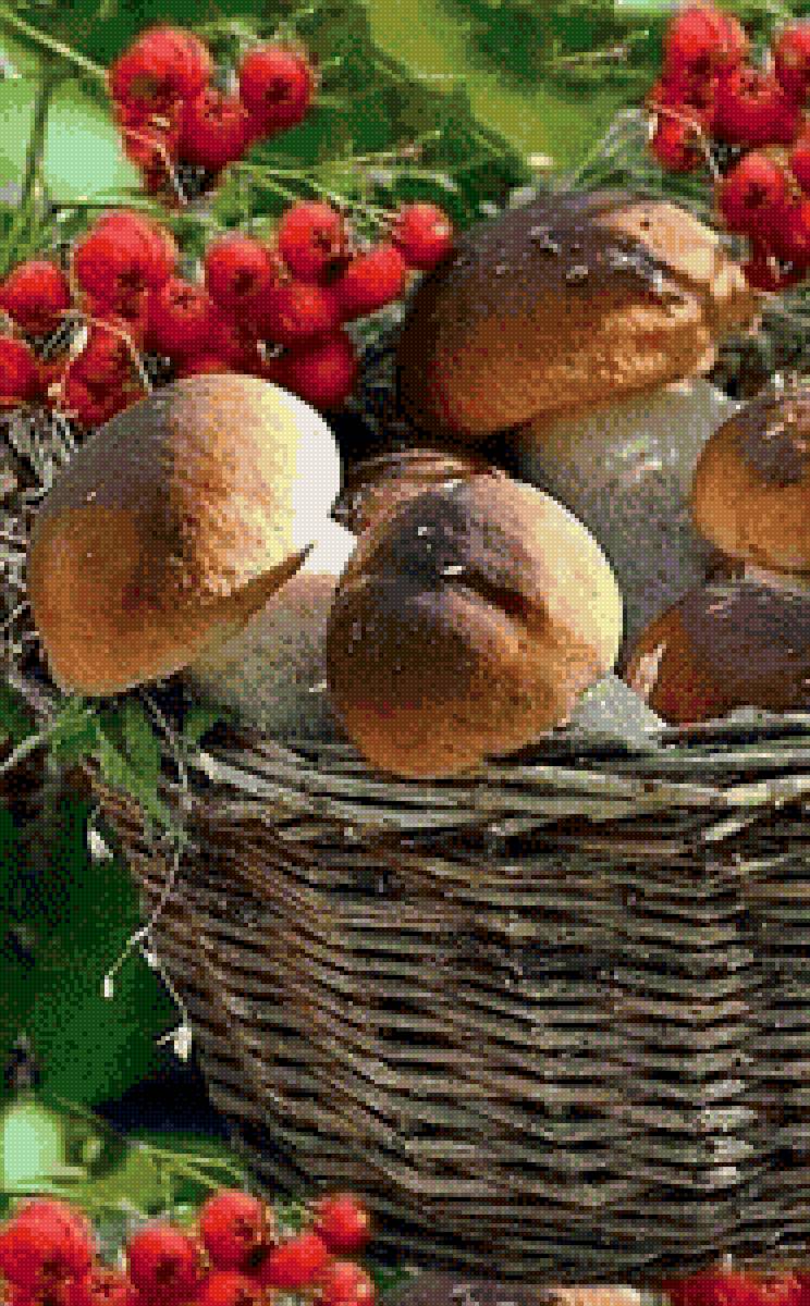 Грибы - осень, грибы, лес - предпросмотр