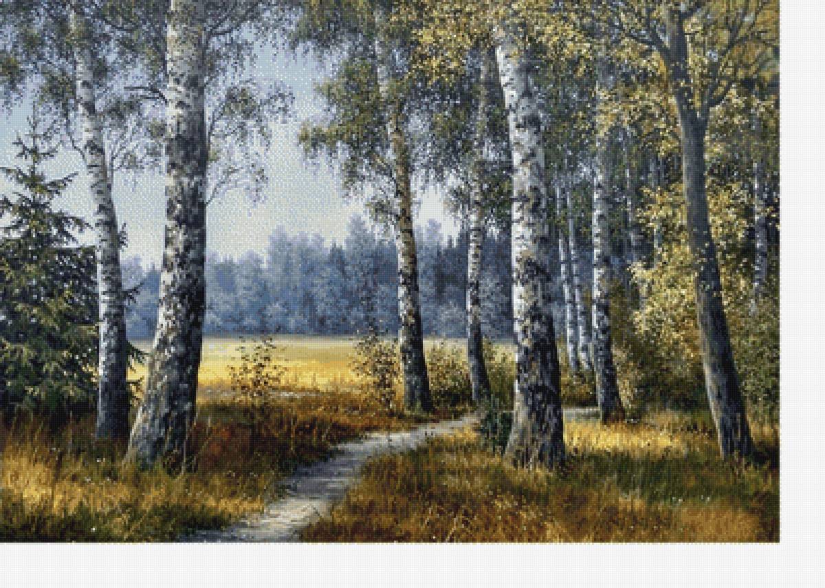 Тропинка в лесу - лес, тропинка, ели, поле, природа, небо, березы - предпросмотр