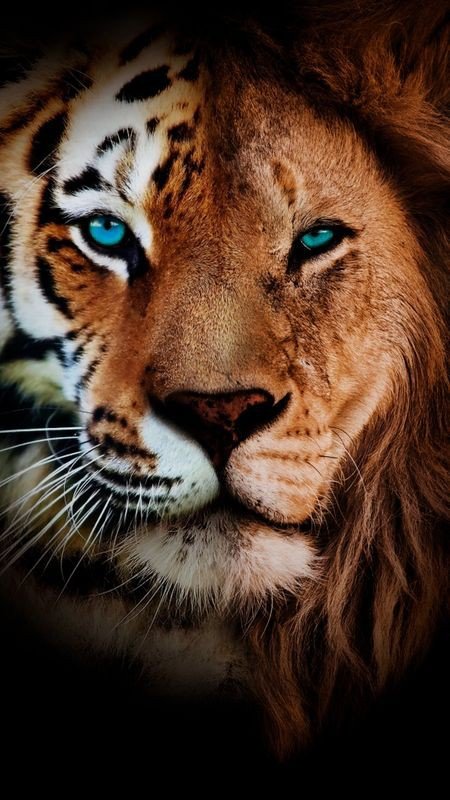 Хищник - хищник, тигр, животные, лев - оригинал