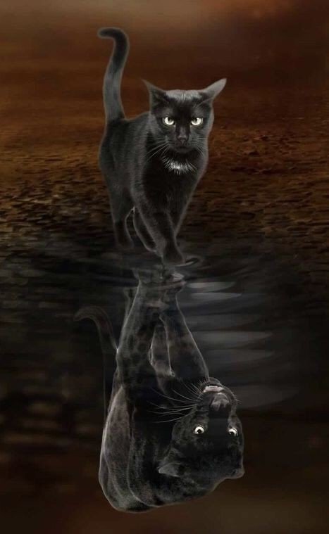 Пантера - котенок, пантера, животные, хищник - оригинал