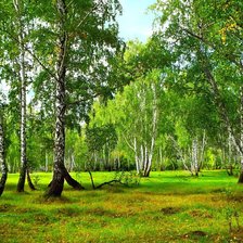 Схема вышивки «534»