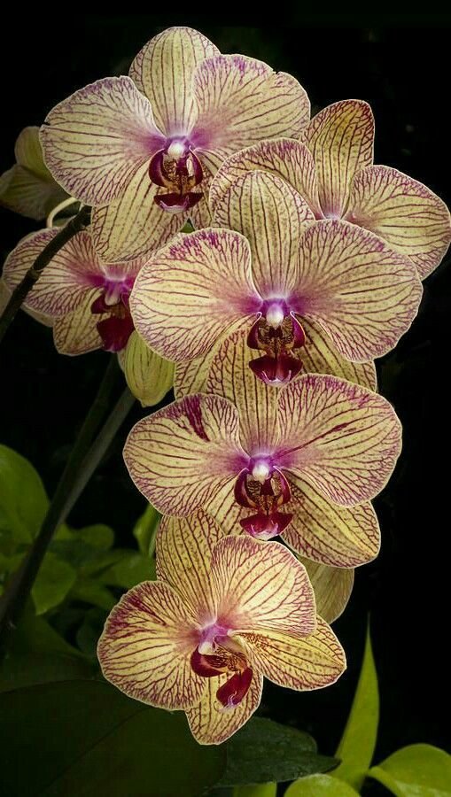 Орхидея - тигровая орхидея, орхидея, цветы, желтая - оригинал