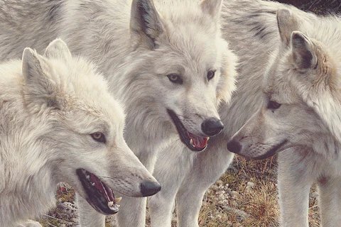 №2541868 - оригинал