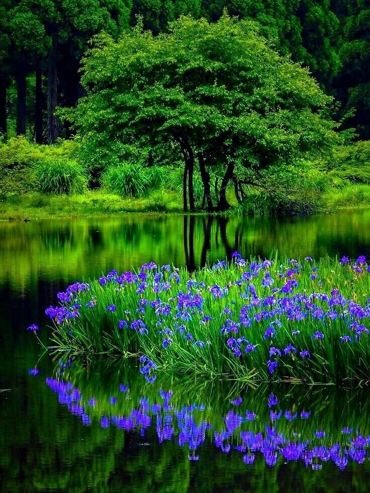 Озеро в лесу - dmc, озеро, лес, цветы, трава, вода - оригинал