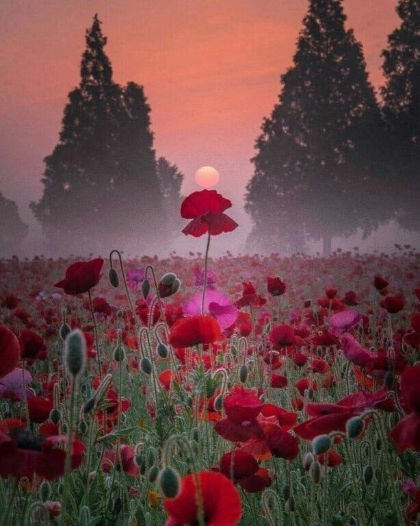 Маки - поле, солнце, вечер, маки, закат, гамма, цветы - оригинал