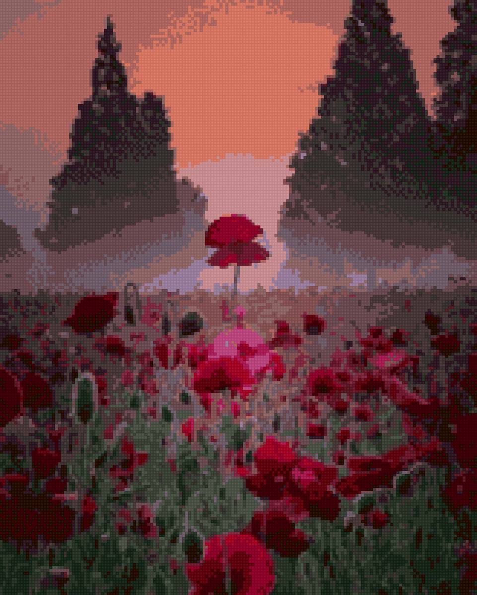 Маки - гамма, солнце, вечер, цветы, поле, маки, закат - предпросмотр