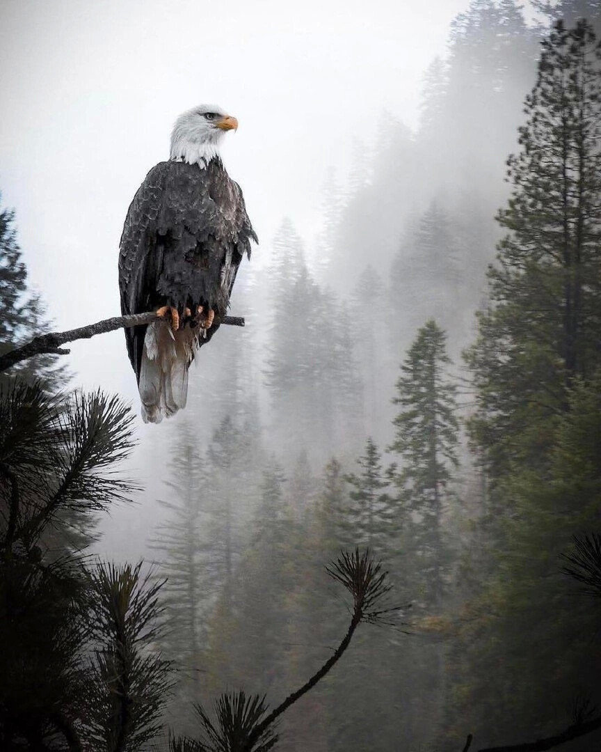 Орел - птицы, горы, лес, цветы, деревья - оригинал