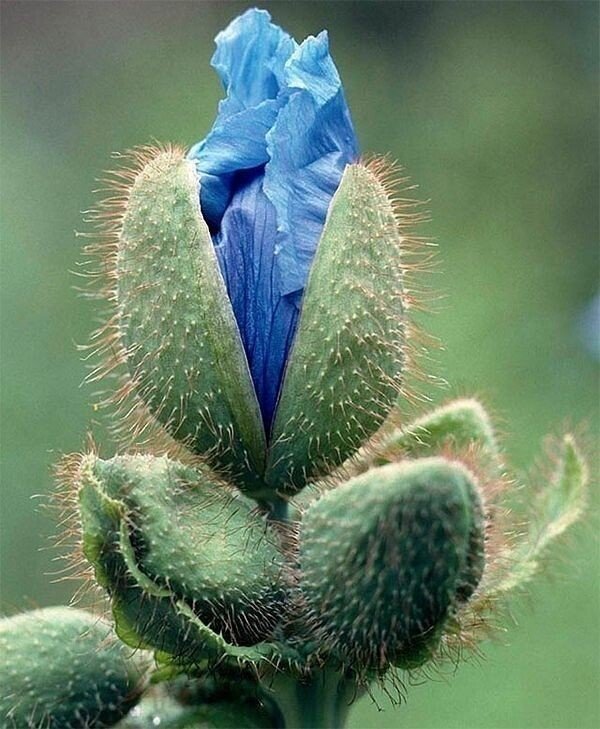 кактус - кактусы, цветы. горы - оригинал