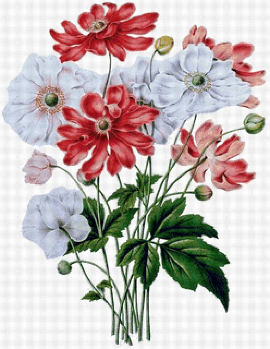 Анемоны - анемоны, цветы - предпросмотр