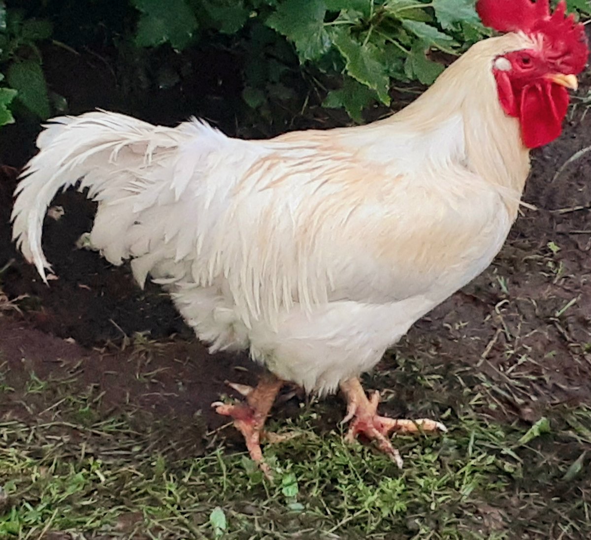 Юсси3 - петух - оригинал