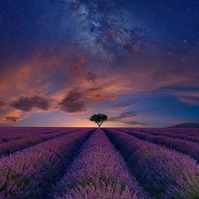 Схема вышивки «Лаванда»