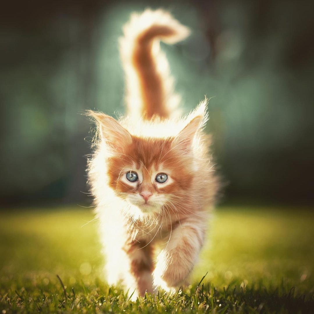 Солнечный котик - котенок, рыжий котенок - оригинал