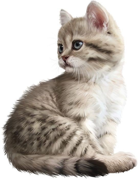 Серый котёнок - кот - оригинал