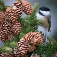 Схема вышивки «Птичка на ветке»