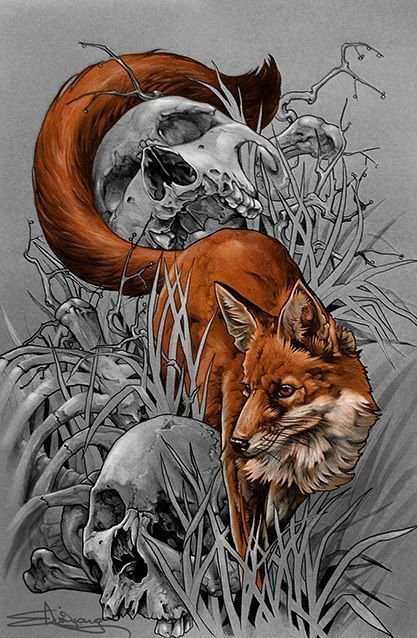 Лисица - лиса, череп, животные - оригинал