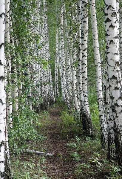 Берёзовая роща - тропинка., березы, роща, лес - оригинал