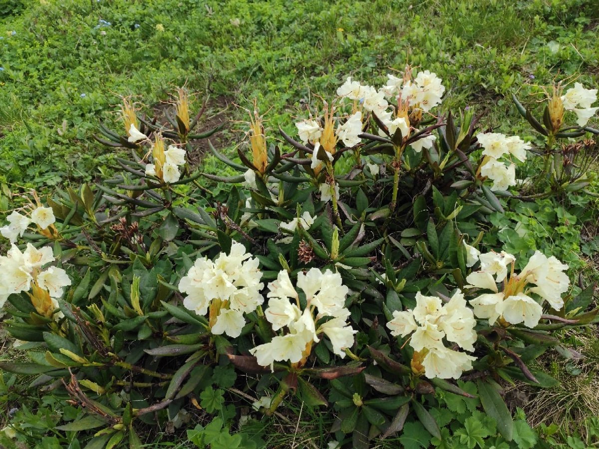 Рододендрон - растение, горные цветы - оригинал