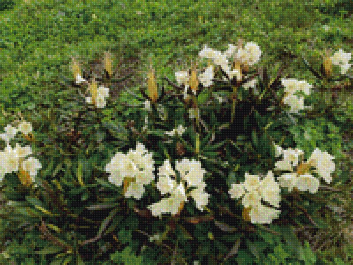 Рододендрон - горные цветы, растение - предпросмотр