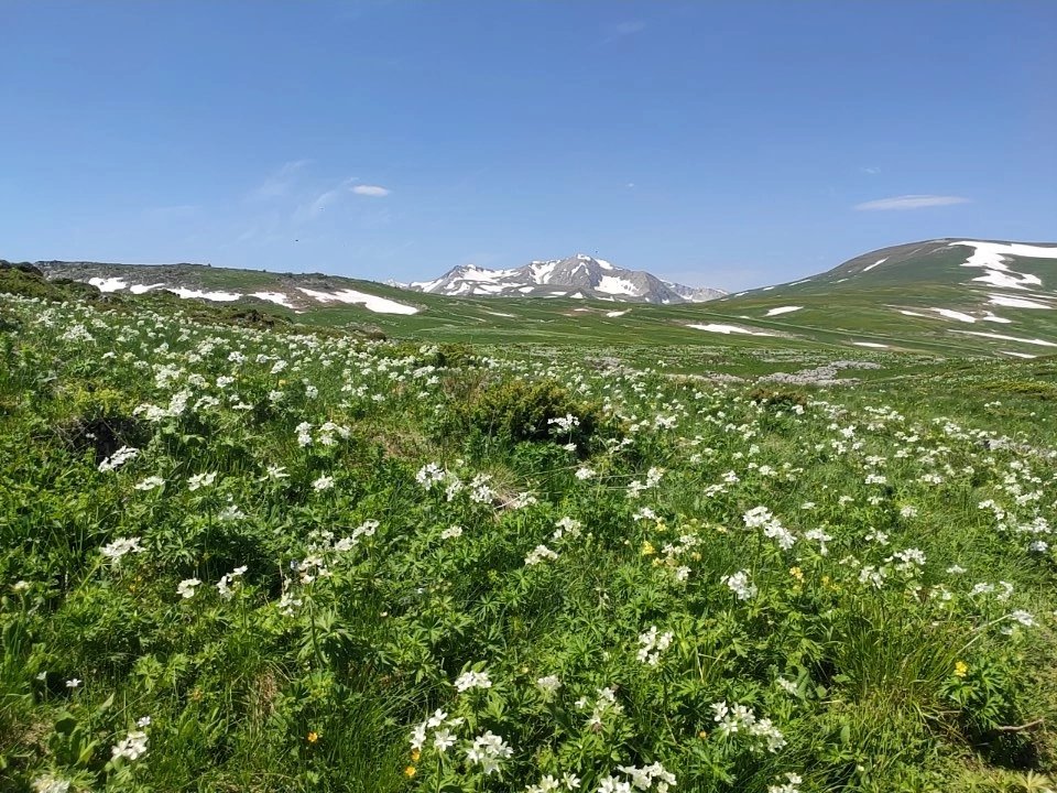 Подножье горы - горы, трава., цветы, природа - оригинал