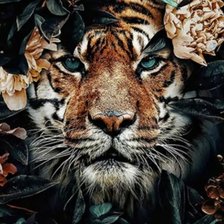 Схема вышивки «Тигр»