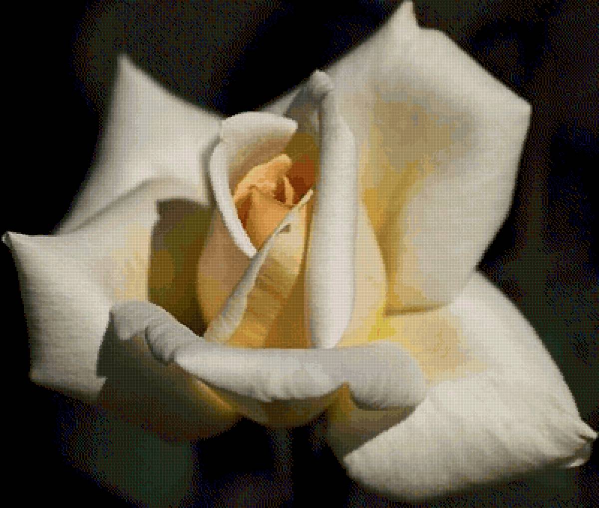 Роза - роза - предпросмотр