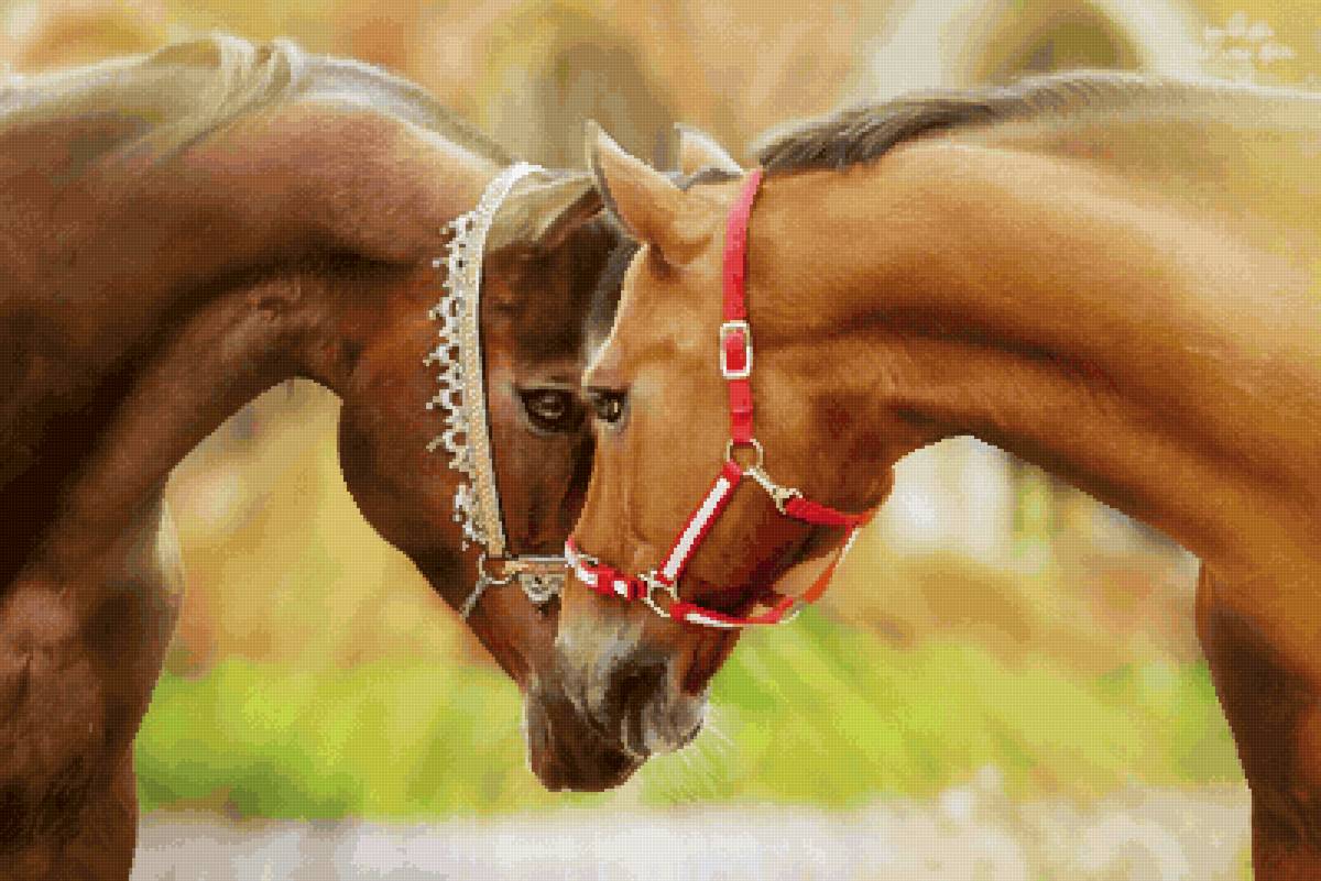 Два красавца - жеребцы, лошади, збруя - предпросмотр