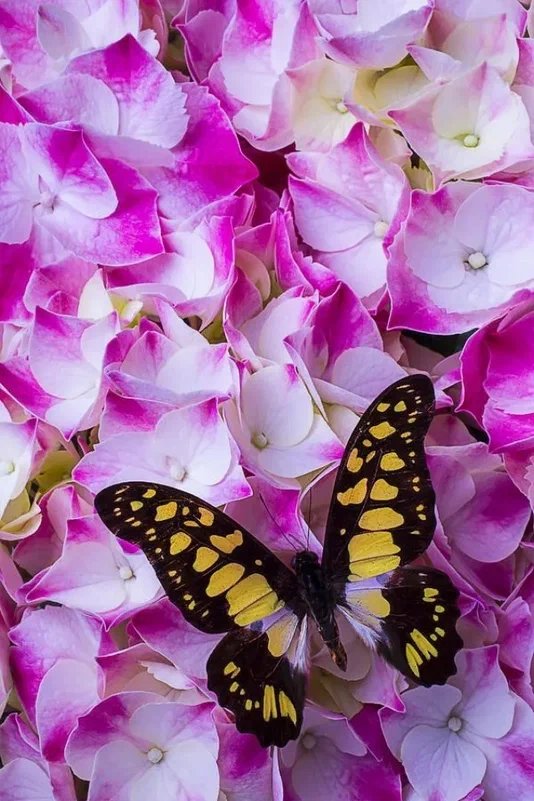 Бабочка - цветы, гортензия - оригинал